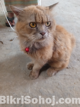 Persian Cat